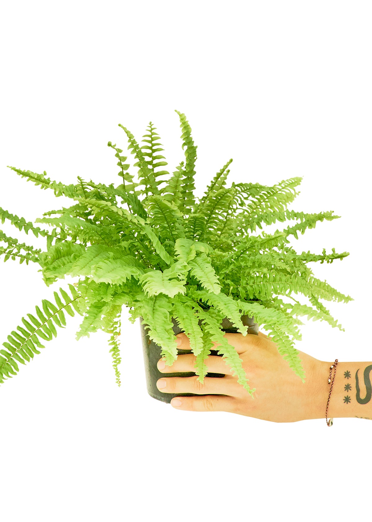 Close-up of Buzz the Boston Fern's verdant leaves, echoing the energy of rock music.