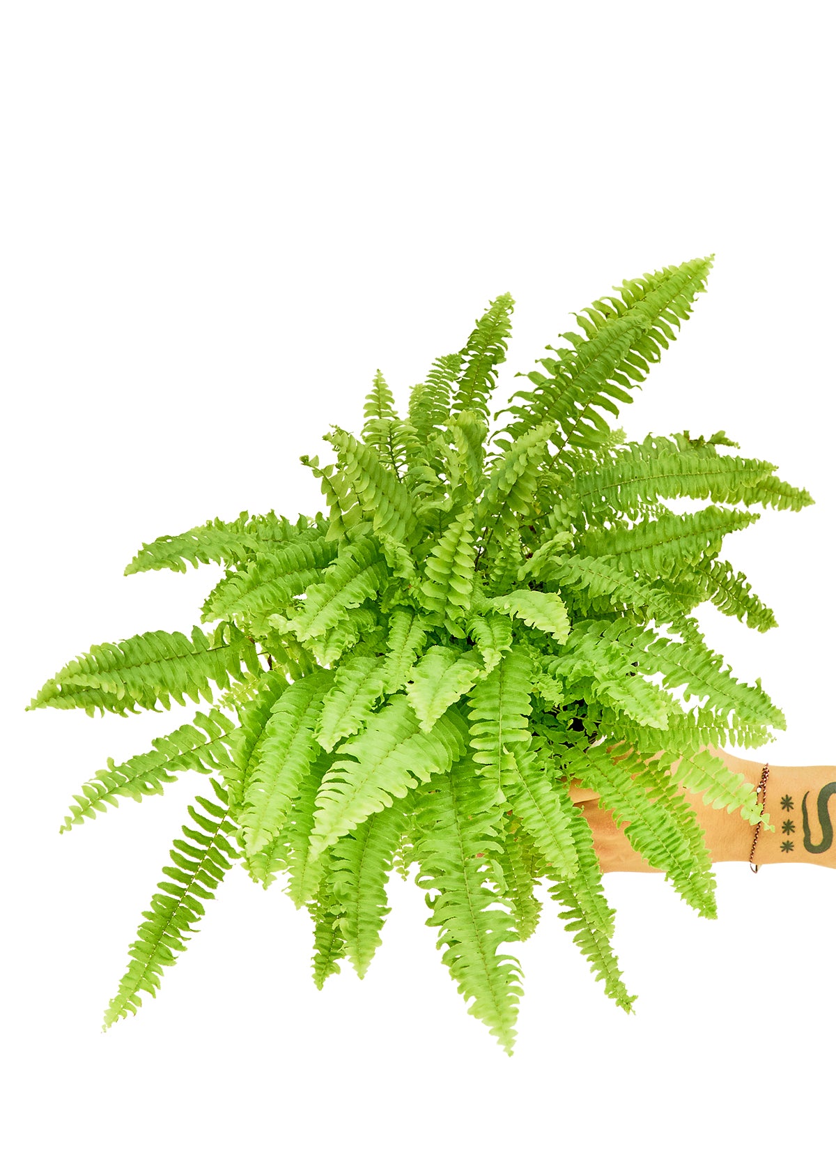 Buzz the Boston Fern with its lush, cascading green fronds reminiscent of rock legend Buzz Osborne's wild hair.