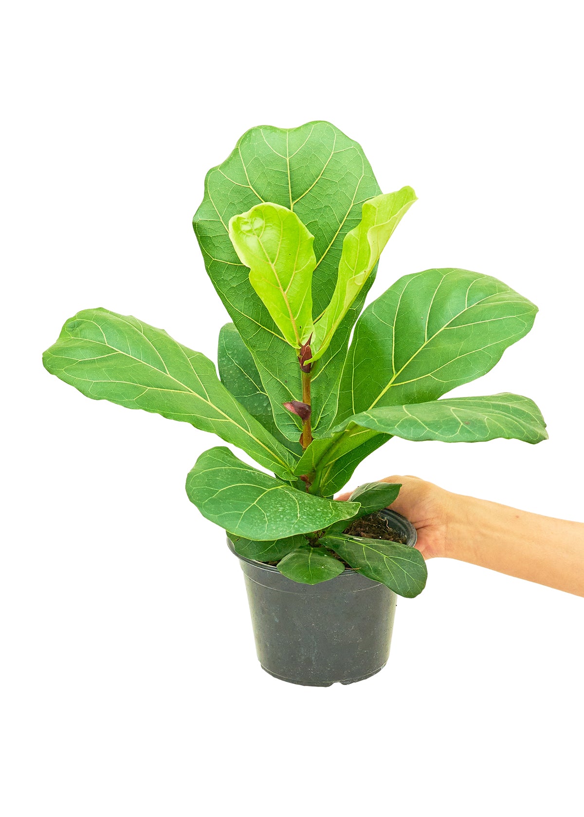 Fiona, the Fiddle Leaf Fig, radiating unmatched splendor