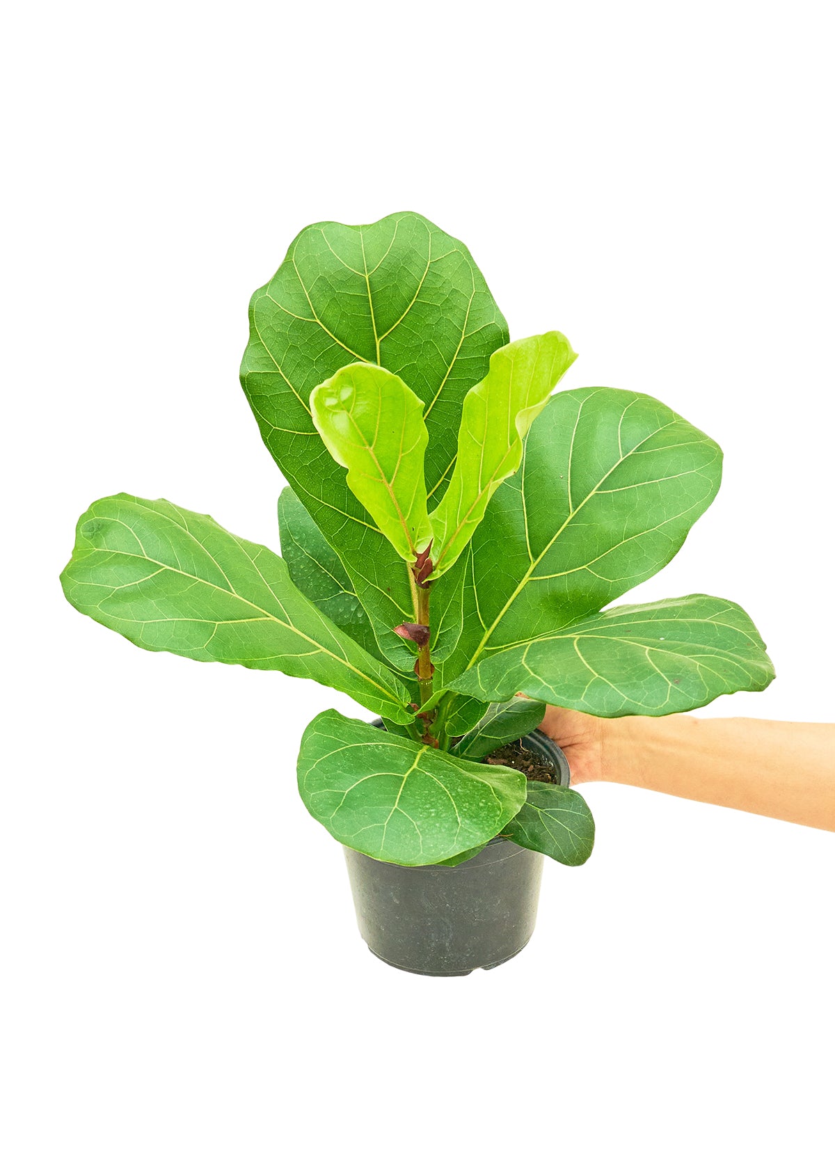 A detailed view of Fiona's iconic leaves, displaying mesmerizing venation patterns