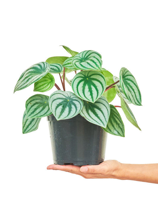 Styles, the pop star of the plant world, showcasing its watermelon-inspired foliage with shimmering silver stripes.