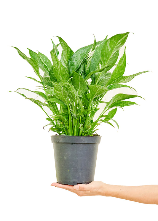 Variegated Peace Lily 'John' evoking John Lennon's peace in a 6-inch pot