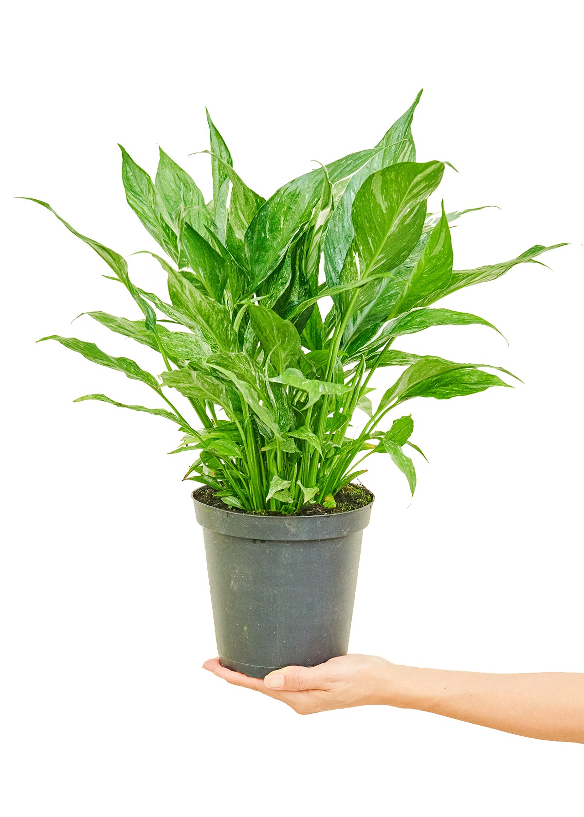 Indoor air-purifying Variegated Peace Lily named 'John', symbolizing serenity and purity