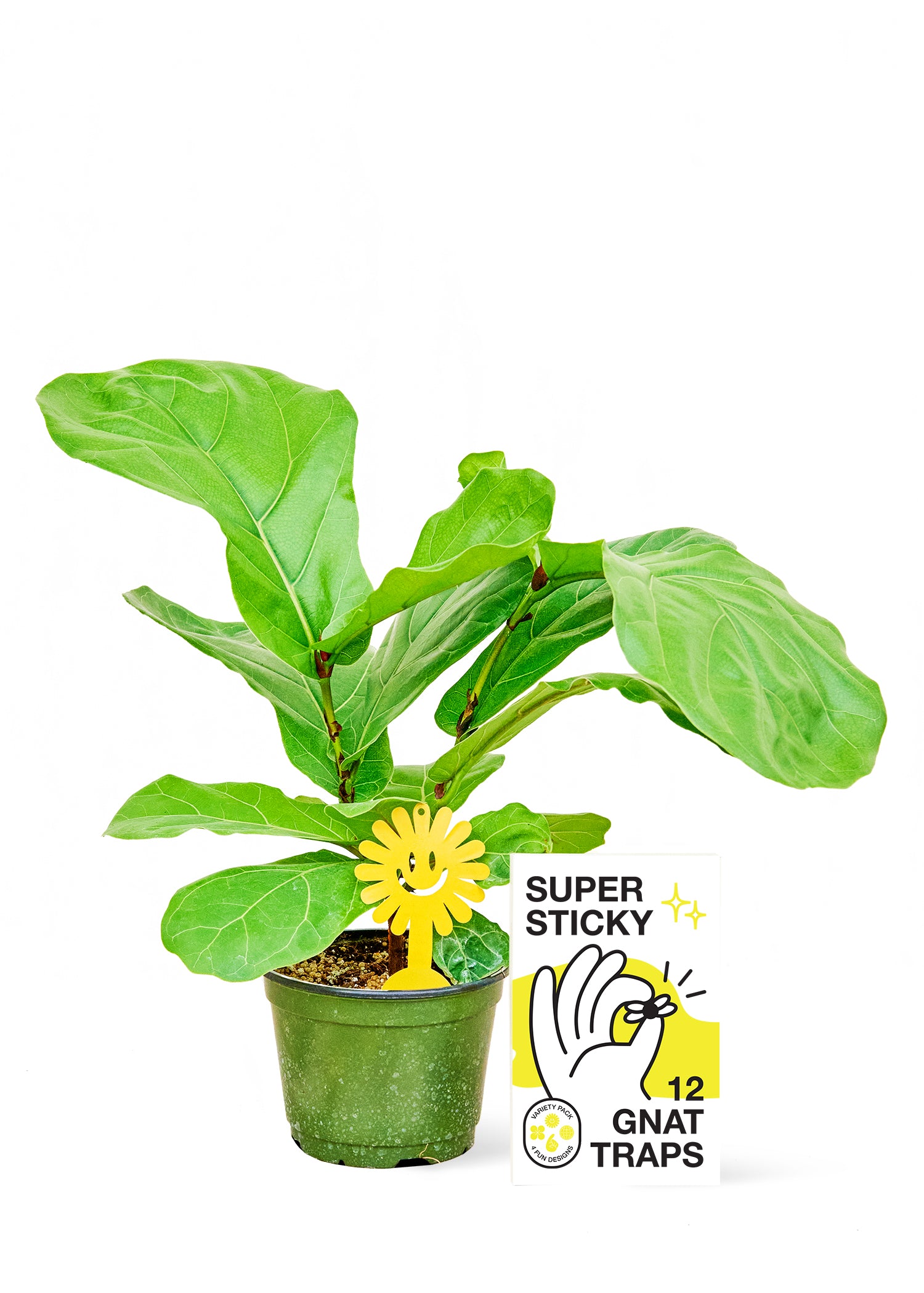 Gnat Trap placed in a houseplant, offering a protective barrier against bothersome bugs.