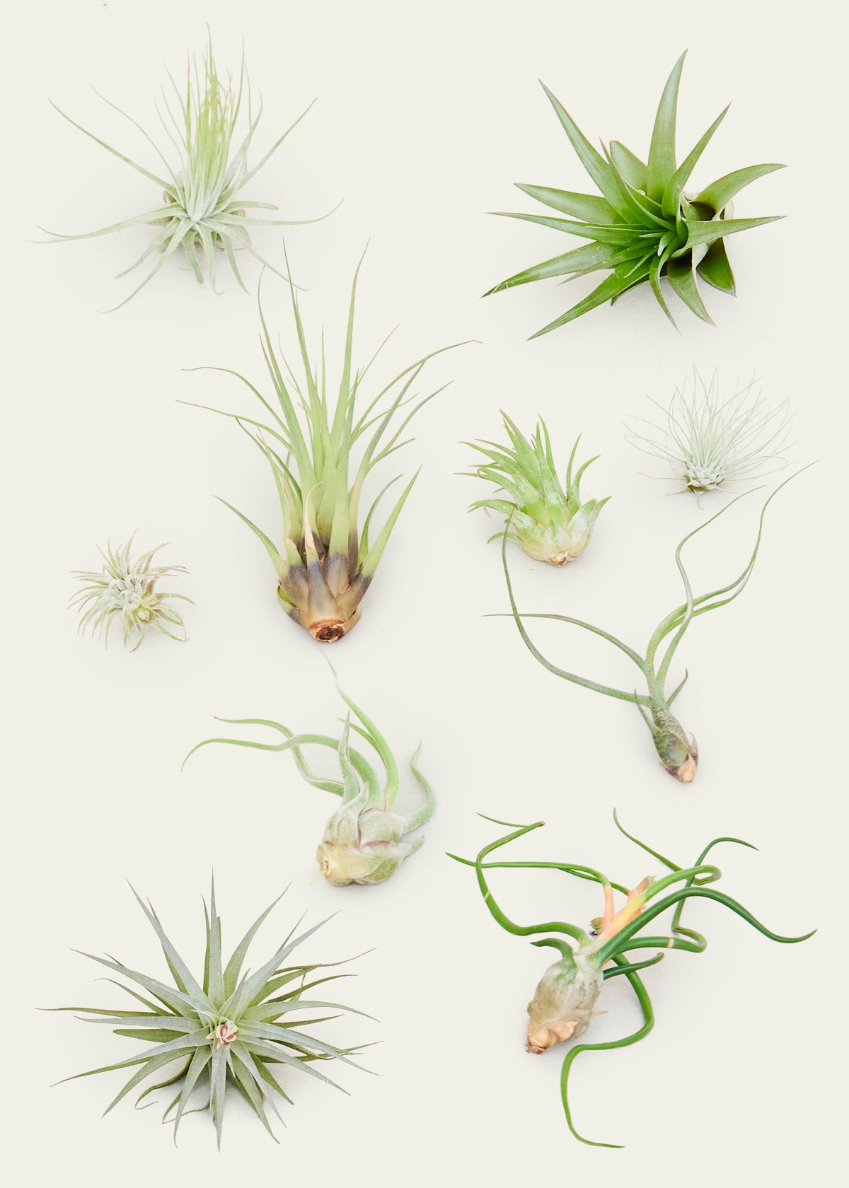 Collection of 10 diverse air plants from the 'Wave Runners' pack, showcasing a variety of shapes and textures, arranged harmoniously together.