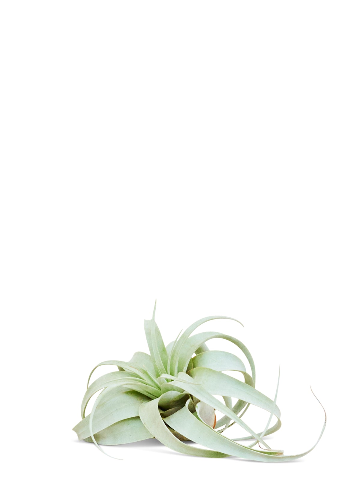 Elvis, the xerographica air plant, basking in the limelight, echoing the charisma of its iconic namesake.