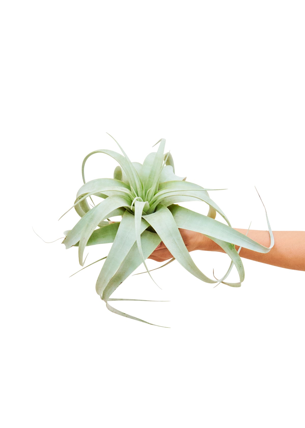 Elvis, the King of air plants, displaying its majestic xerographic form with curled silver-green leaves.